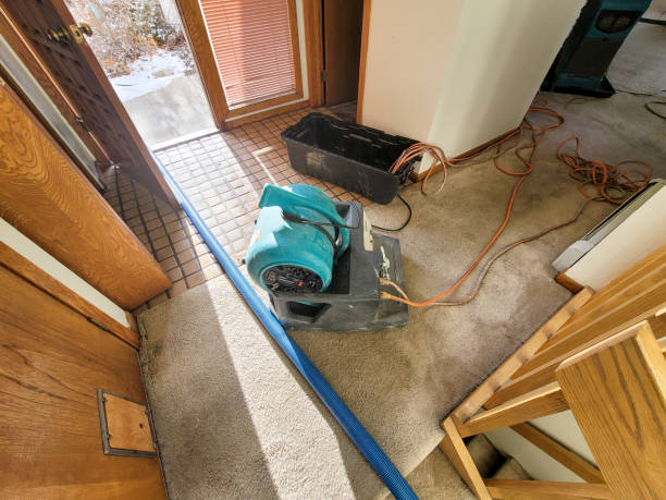Best Mold removal after water damage  in Arcola, IL